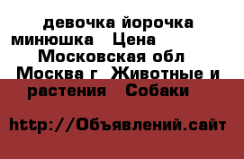 девочка йорочка минюшка › Цена ­ 25 000 - Московская обл., Москва г. Животные и растения » Собаки   